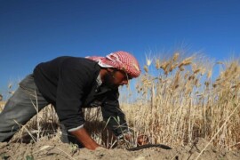 عين العرب.. “قسد” لم تسلم المزارعين المازوت “المدعوم” المخصص لهم