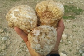 ما علاقة فطر “الكمأة والفقع” بظاهرة البرق والرعد؟.. ولماذا لم يتمكن الإنسان من زراعته حتى يومنا هذا؟.. إليك الجواب العلمي.